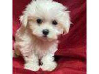 Maltese Puppy for sale in Jonestown, TX, USA