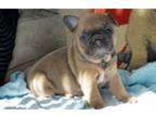 French Bulldog Puppy for sale in CARNEGIE, PA, USA