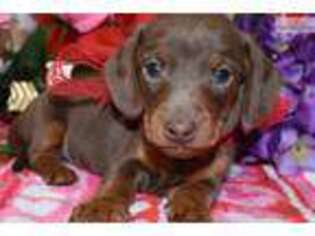 Dachshund Puppy for sale in Colorado Springs, CO, USA