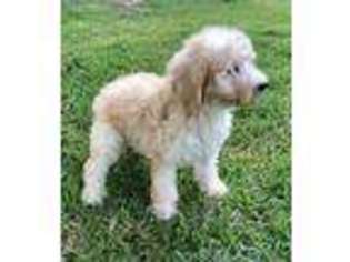Goldendoodle Puppy for sale in Burleson, TX, USA