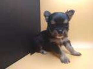 Chihuahua Puppy for sale in Durant, OK, USA