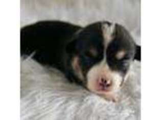 Pembroke Welsh Corgi Puppy for sale in Delta, CO, USA