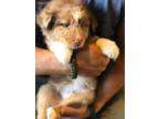 Australian Shepherd Puppy for sale in Crawfordsville, IN, USA
