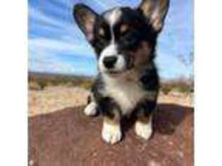 Pembroke Welsh Corgi Puppy for sale in Los Angeles, CA, USA