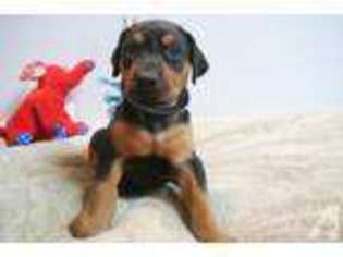 Doberman Pinscher Puppy for sale in GOLIAD, TX, USA