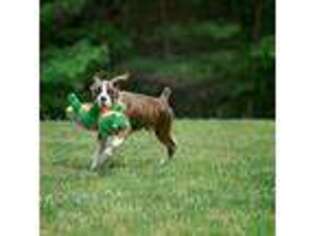 Boxer Puppy for sale in Barre, MA, USA