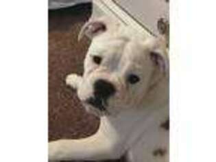 Olde English Bulldogge Puppy for sale in Jacksonville, NC, USA
