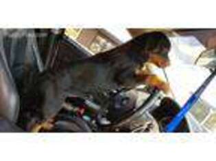 Rottweiler Puppy for sale in Ligonier, IN, USA