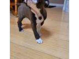 Boston Terrier Puppy for sale in Norwalk, CA, USA