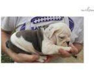 Bulldog Puppy for sale in Fort Dodge, IA, USA