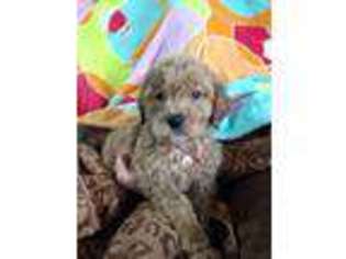 Goldendoodle Puppy for sale in Soap Lake, WA, USA