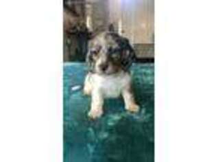 Dachshund Puppy for sale in Lyman, SC, USA