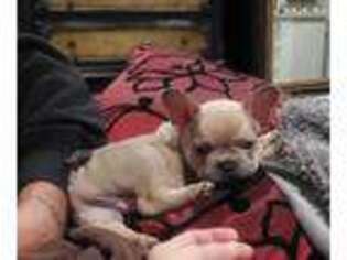 French Bulldog Puppy for sale in Athens, TX, USA