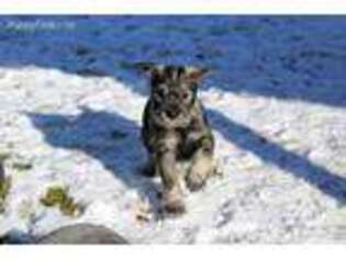 Mutt Puppy for sale in Frenchtown, MT, USA