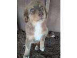 Australian Shepherd Puppy for sale in Montrose, CO, USA