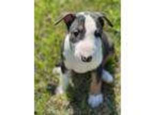 Bull Terrier Puppy for sale in Kansas City, KS, USA