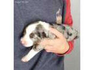 Australian Shepherd Puppy for sale in Escanaba, MI, USA