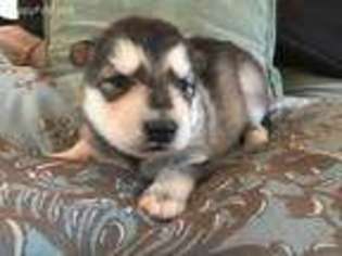 Alaskan Malamute Puppy for sale in Snowflake, AZ, USA