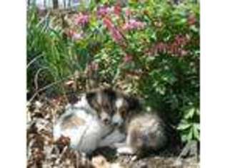 Shetland Sheepdog Puppy for sale in CUMBERLAND, MD, USA