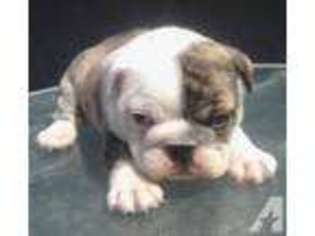 Bulldog Puppy for sale in MILWAUKEE, WI, USA