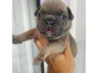 French Bulldog Puppy for sale in Laurie, MO, USA