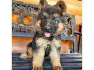 German Shepherd Dog Puppy for sale in Alto, TX, USA