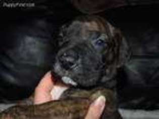 Great Dane Puppy for sale in Eugene, OR, USA