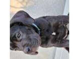 Cane Corso Puppy for sale in Moreno Valley, CA, USA