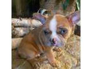 French Bulldog Puppy for sale in Lafayette, IN, USA