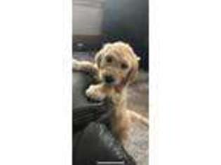 Labradoodle Puppy for sale in Chillicothe, IL, USA