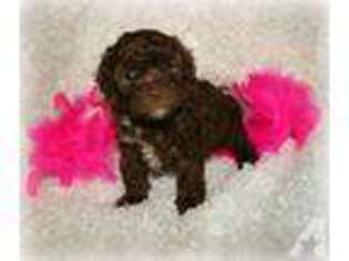 Mutt Puppy for sale in GARRISON, MN, USA