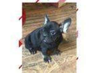 French Bulldog Puppy for sale in Hope, AR, USA