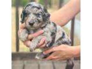 Mutt Puppy for sale in Georgetown, TX, USA