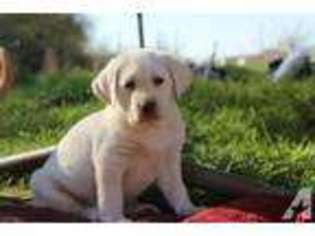 Labrador Retriever Puppy for sale in ROYSE CITY, TX, USA