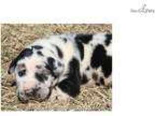 Great Dane Puppy for sale in Des Moines, IA, USA