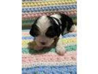 Cavalier King Charles Spaniel Puppy for sale in Atlanta, GA, USA