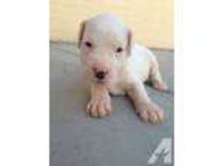 Dogo Argentino Puppy for sale in PHOENIX, AZ, USA