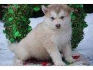 Alaskan Malamute Puppy for sale in Lyons, MI, USA