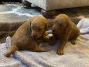 Goldendoodle Puppy for sale in Youngsville, NC, USA