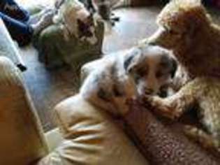 Border Collie Puppy for sale in Allendale, MI, USA