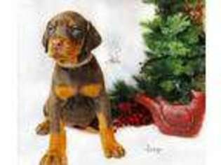 Doberman Pinscher Puppy for sale in Cimarron, NM, USA