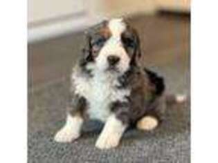 Mutt Puppy for sale in Myerstown, PA, USA