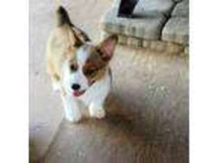 Pembroke Welsh Corgi Puppy for sale in Westminster, MD, USA