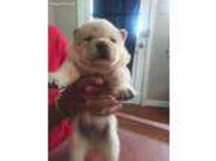 Chow Chow Puppy for sale in New Orleans, LA, USA