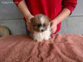 Pomeranian Puppy for sale in Cleveland, TN, USA