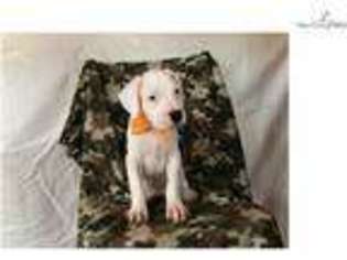 Dogo Argentino Puppy for sale in Lancaster, PA, USA