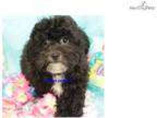 Shih-Poo Puppy for sale in Sioux City, IA, USA