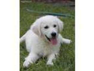 Golden Retriever Puppy for sale in Pittsboro, MS, USA