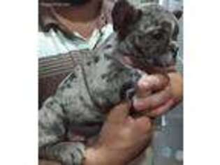Bulldog Puppy for sale in Brooklyn, NY, USA