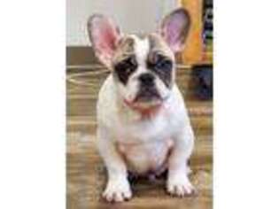 French Bulldog Puppy for sale in Sioux Center, IA, USA